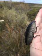 Image of Botany Bay Cockroach