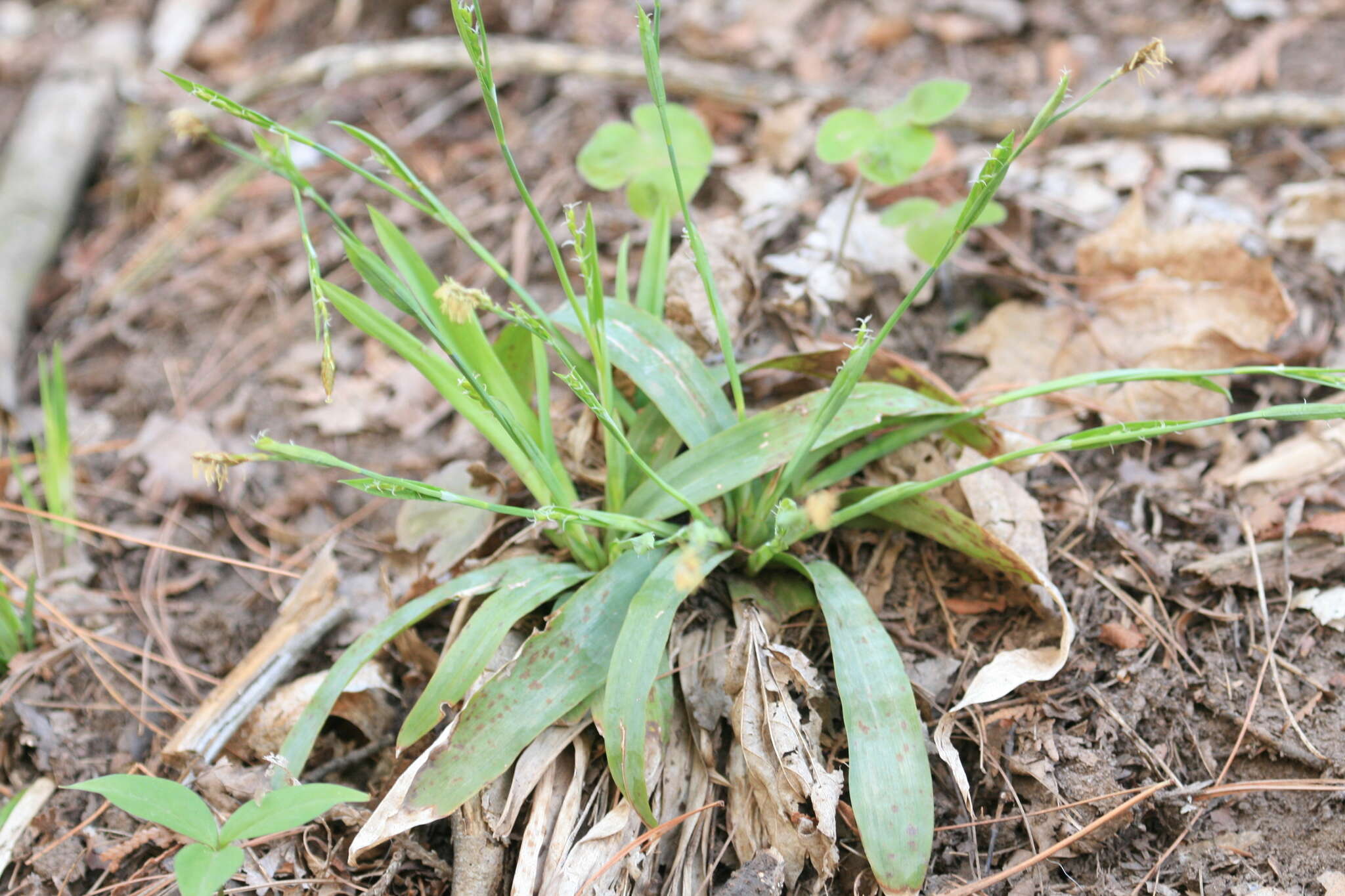 Imagem de Carex platyphylla J. Carey