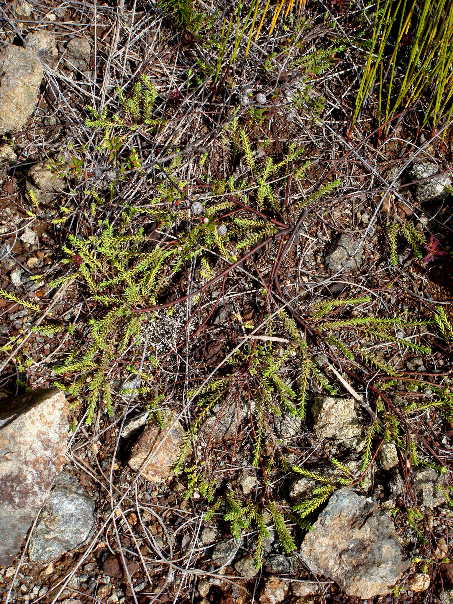 Image of Pimelea xenica C. J. Burrows