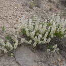 Image of Moluccella olgae (Regel) Ryding