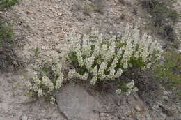 Image of Moluccella olgae (Regel) Ryding