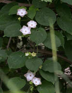 Image of arborescente rattan