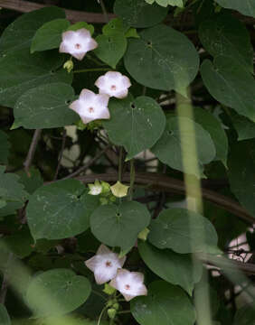 Image of arborescente rattan