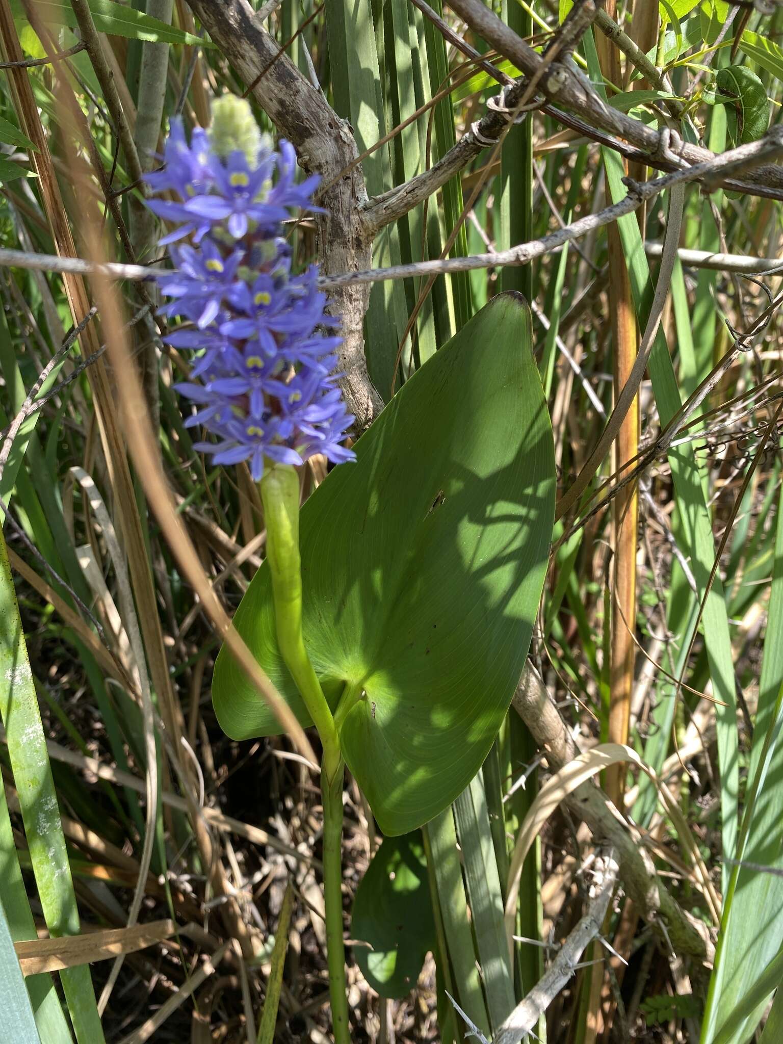 Image of <i>Pontederia <i>cordata</i></i> var. cordata