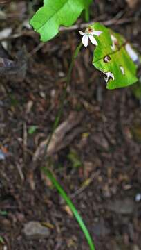 Image de Caladenia variegata Colenso