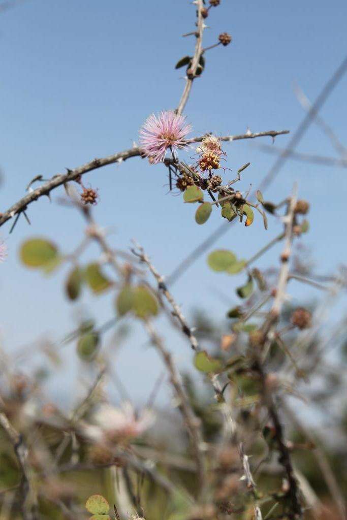 Image de Mimosa zygophylla A. Gray