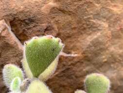 Image of Cotyledon tomentosa Harv.