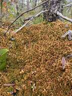 Image of sphagnum