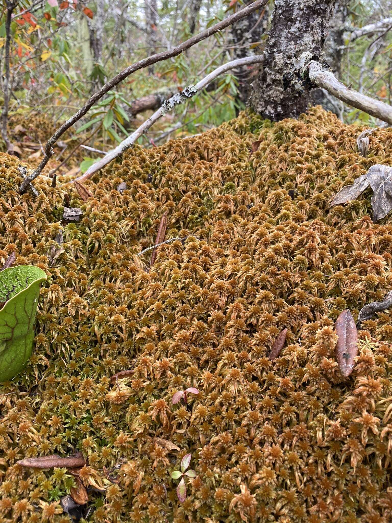 Imagem de Sphagnum flavicomans Warnstorf 1911