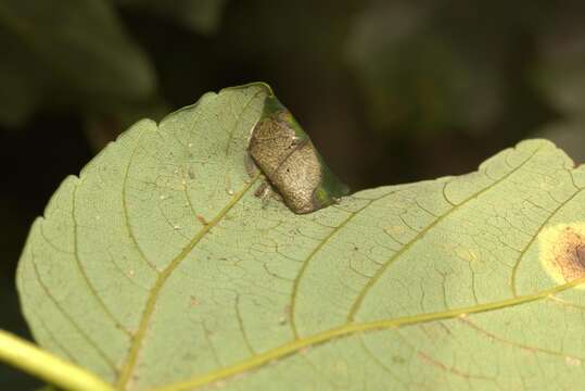 Sivun Caloptilia rufipennella (Hübner 1796) kuva