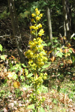 Image of stout goldenrod