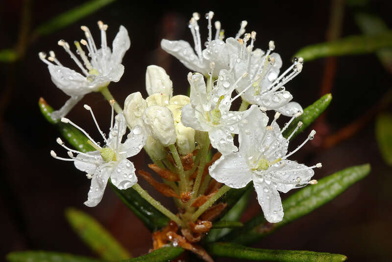 Imagem de Rhododendron tomentosum (Stokes) Harmaja