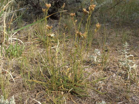 Image of Congdon's false horkelia