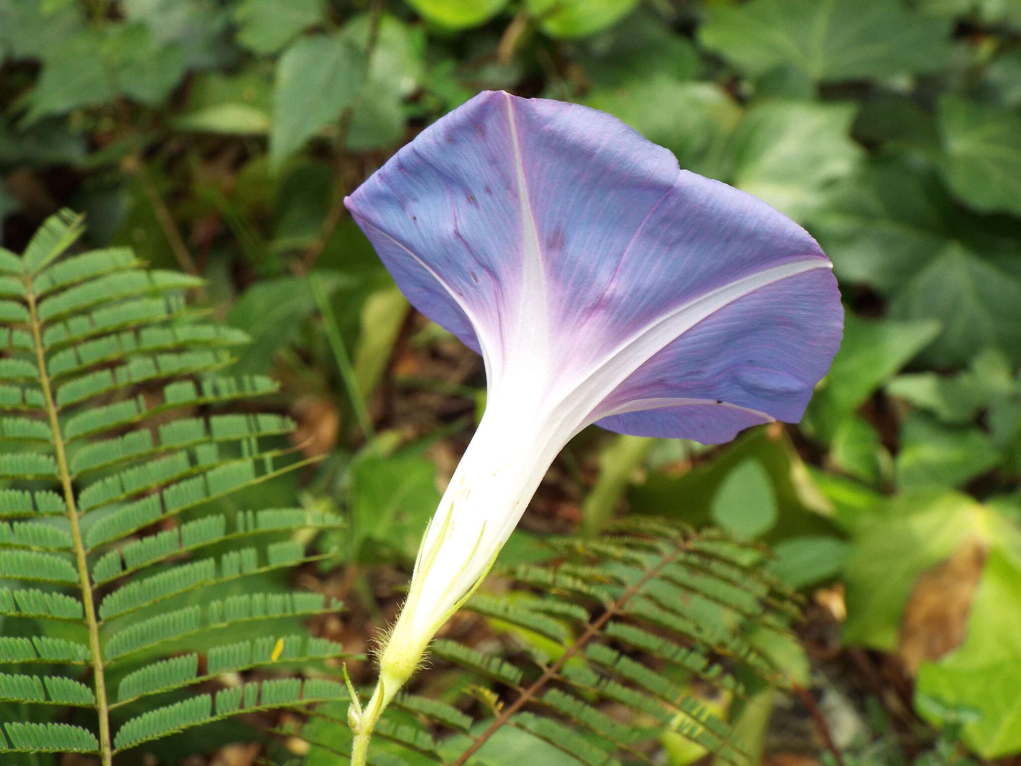 Image of whiteedge morning-glory