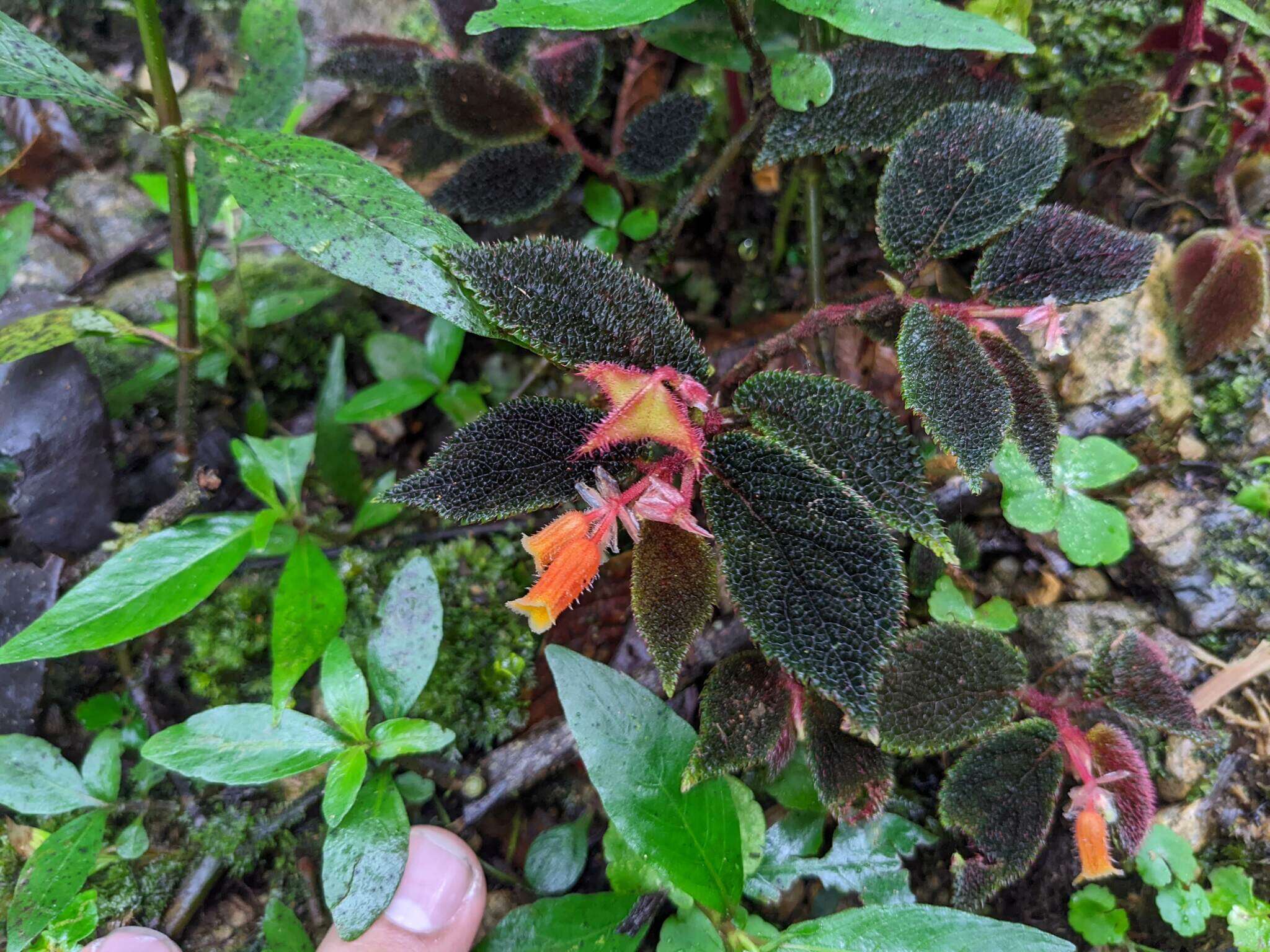 Слика од Begonia lehmannii (Irmsch.) L. B. Sm. & B. G. Schub.