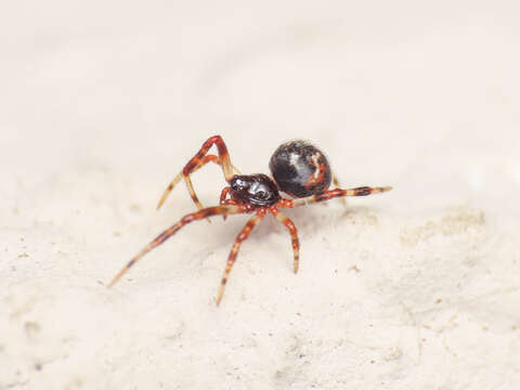 Image of Cryptachaea riparia (Blackwall 1834)