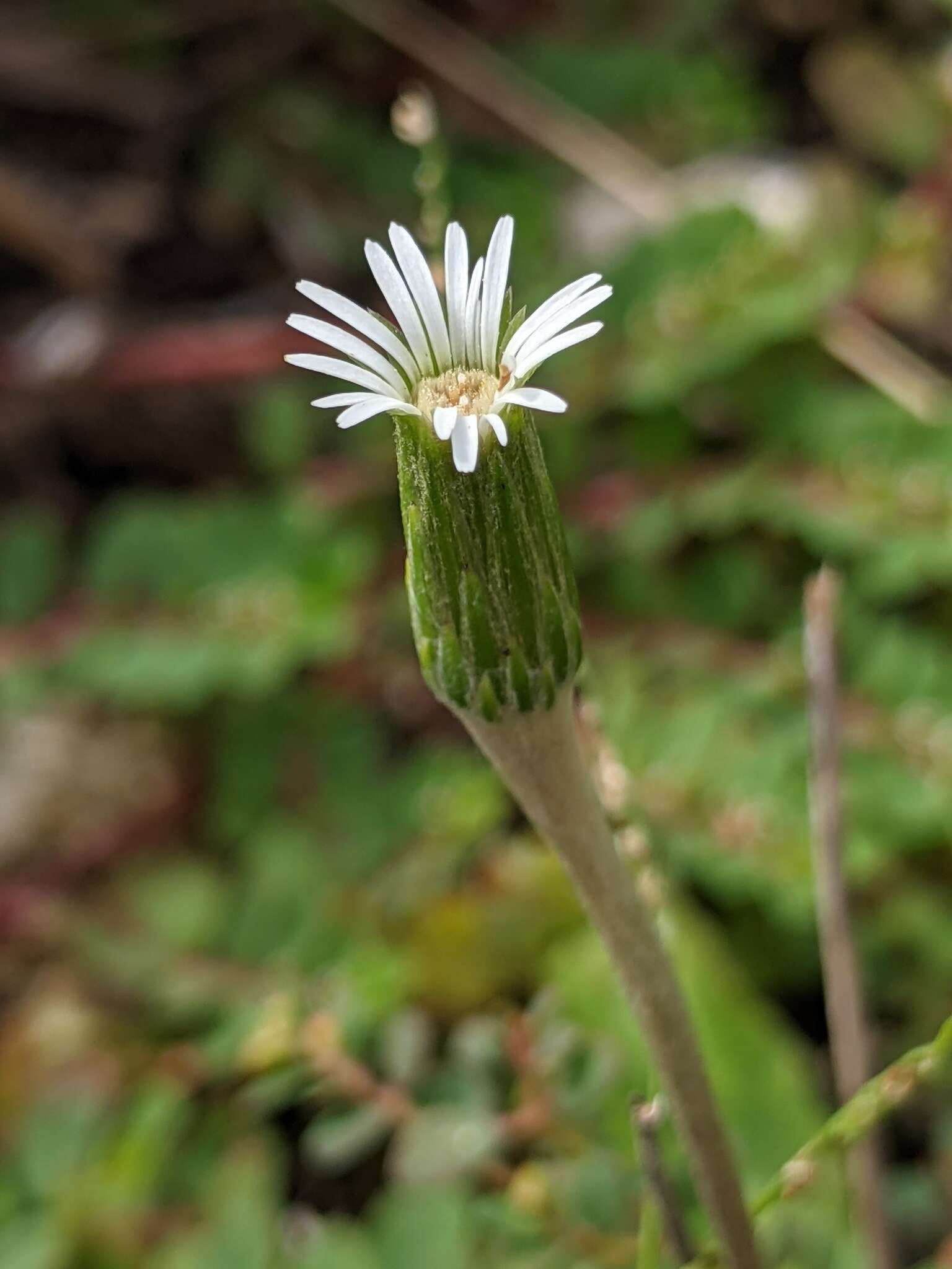 صورة Chaptalia albicans (Sw.) Vent. ex Steud.