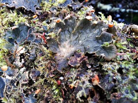 Image of membraneous felt lichen