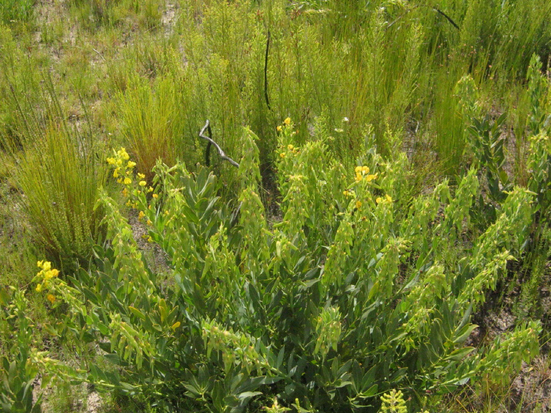 Image of <i>Rafnia <i>racemosa</i></i> subsp. racemosa