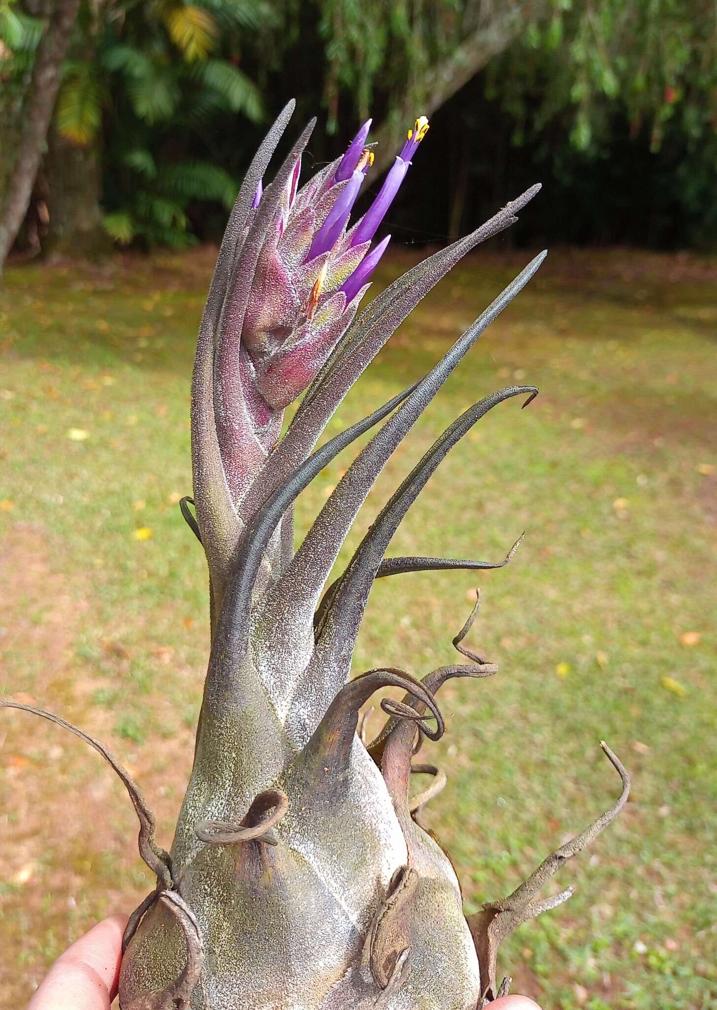 Imagem de Tillandsia seleriana Mez