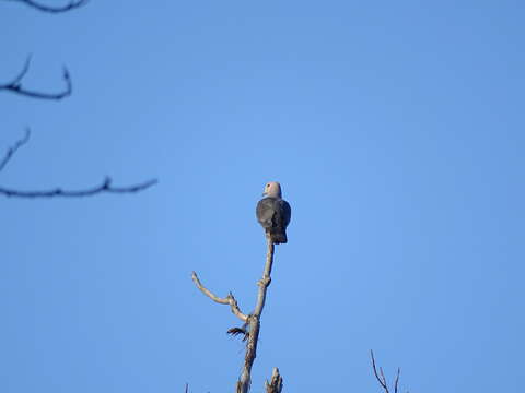 Image of Dark-backed Imperial Pigeon