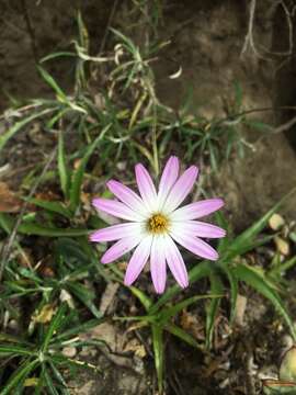 Image of Onoseris hyssopifolia Kunth