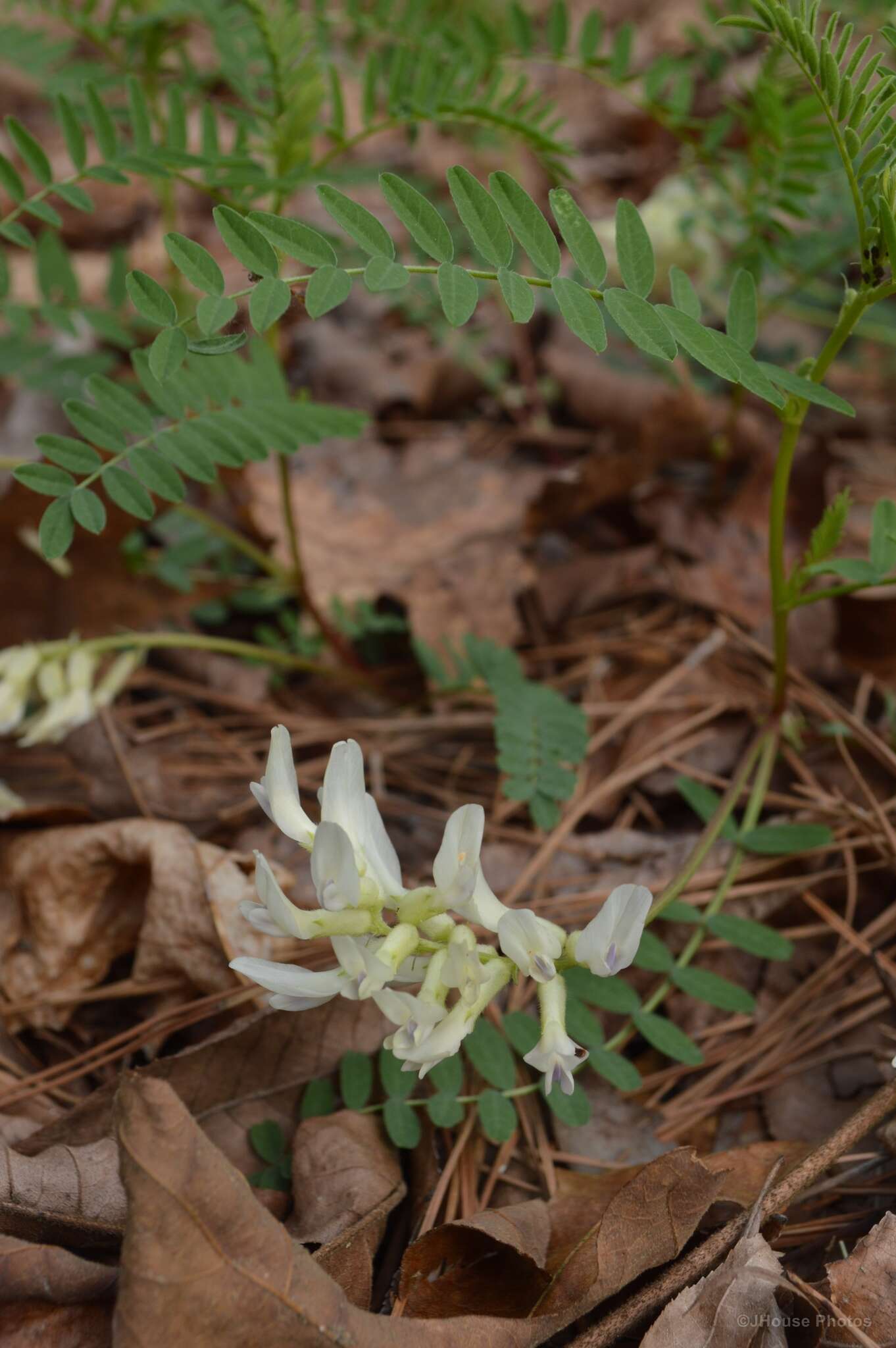 Sivun Astragalus crassicarpus var. trichocalyx (Nutt.) Barneby kuva