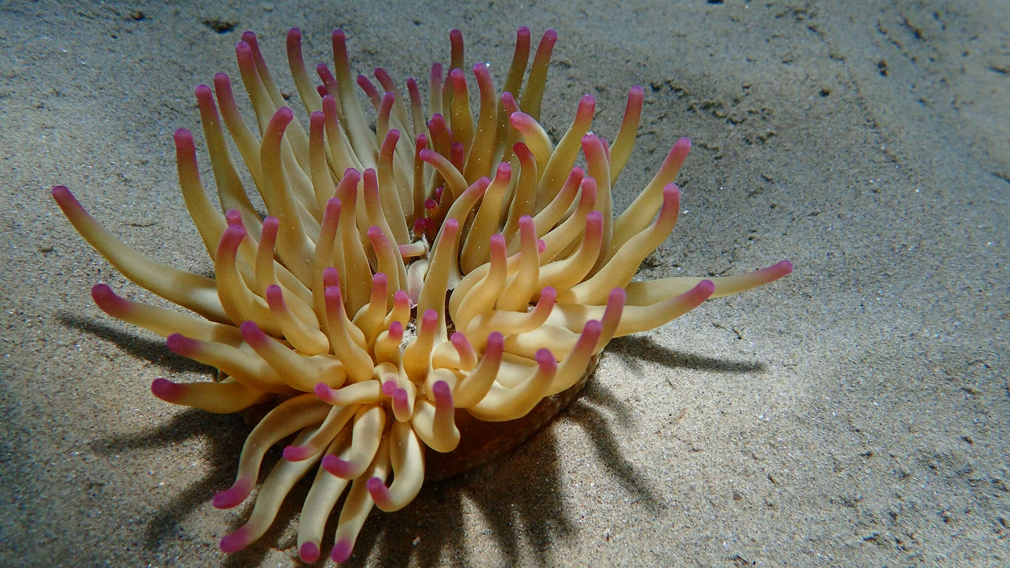 Image of Golden anemone