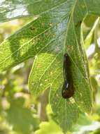 Image of Cherry slug