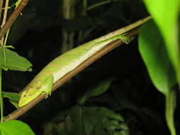 Image of Boulenger's Bush Anole