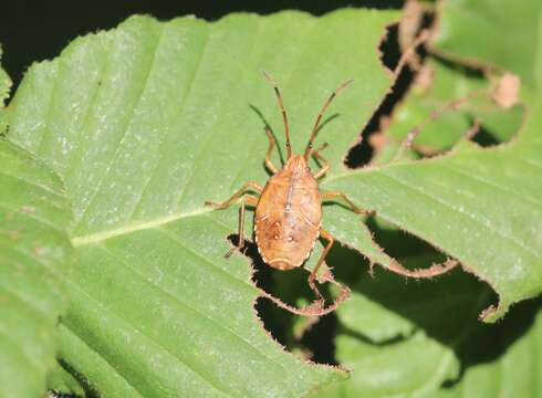 Image of <i>Planois gayi</i>