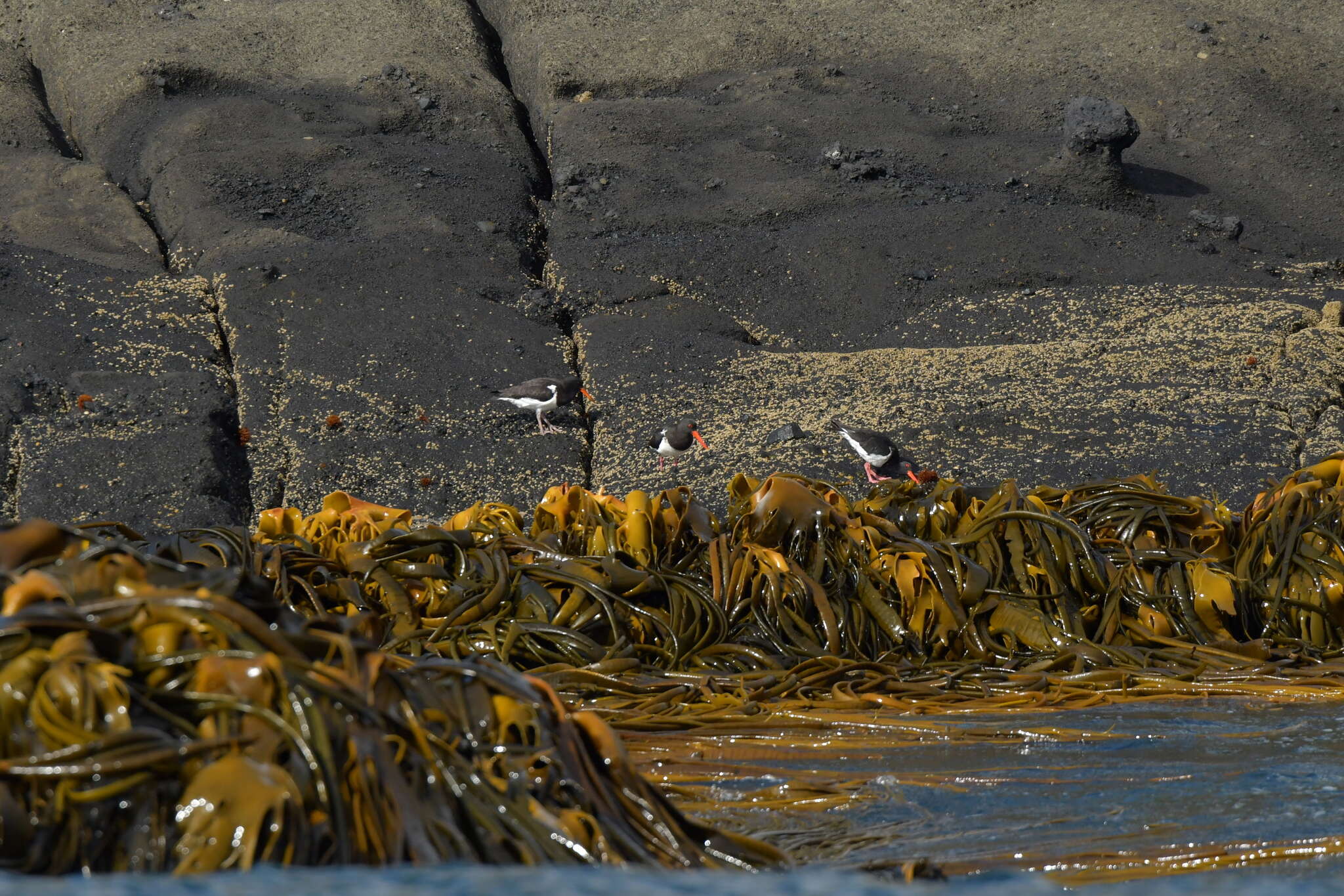 Image of Chatham Island Pied Oystercatcher