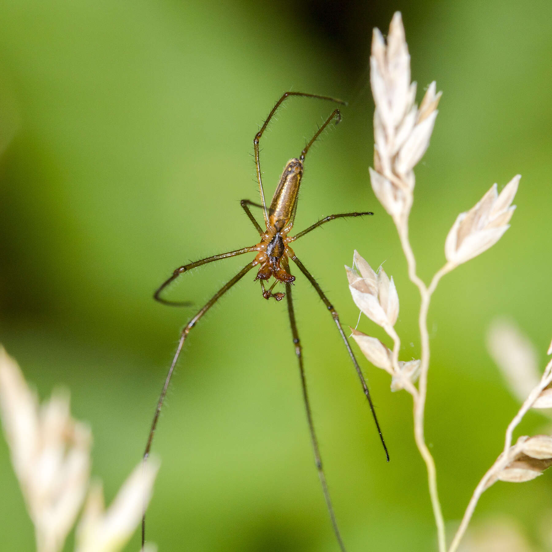 Image of Tetragnatha pinicola L. Koch 1870