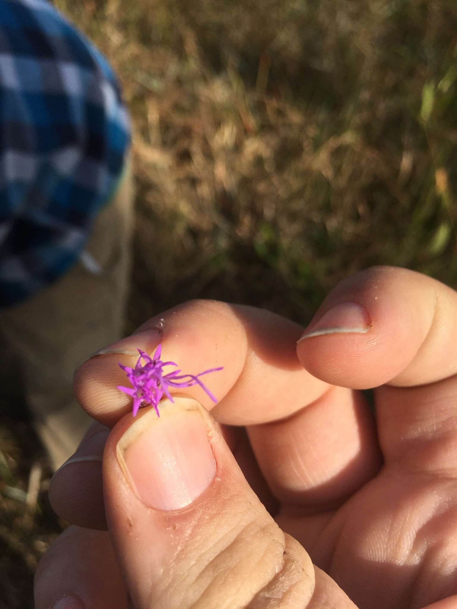 Image of grassleaf gayfeather