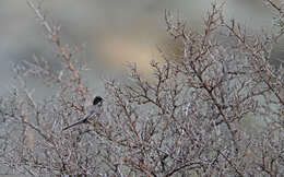 Image of Cyprus Warbler