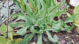 Agoseris glauca var. dasycephala (Torr. & A. Gray) Jepson resmi