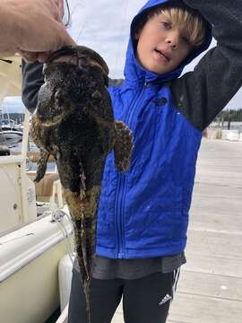 Image of Great sculpin