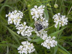 Image of Texas Flower Scarab