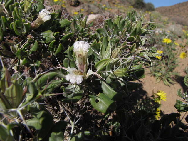 Blepharis furcata (L. fil.) Pers. resmi