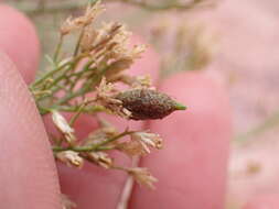 Image of Rhopalomyia gutierreziae (Cockerell 1901)