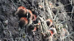 Image de Mammillaria spinosissima subsp. spinosissima