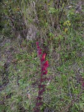 Imagem de Neobartsia inaequalis (Benth.) Uribe-Convers & Tank