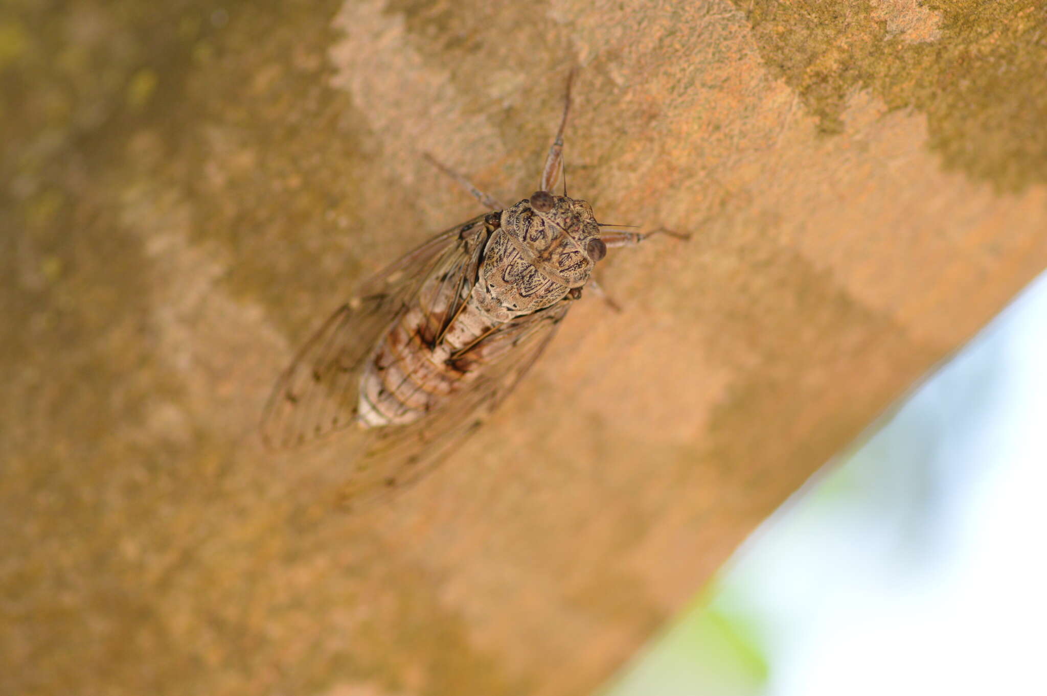 Image of Cicada orni Linnaeus 1758