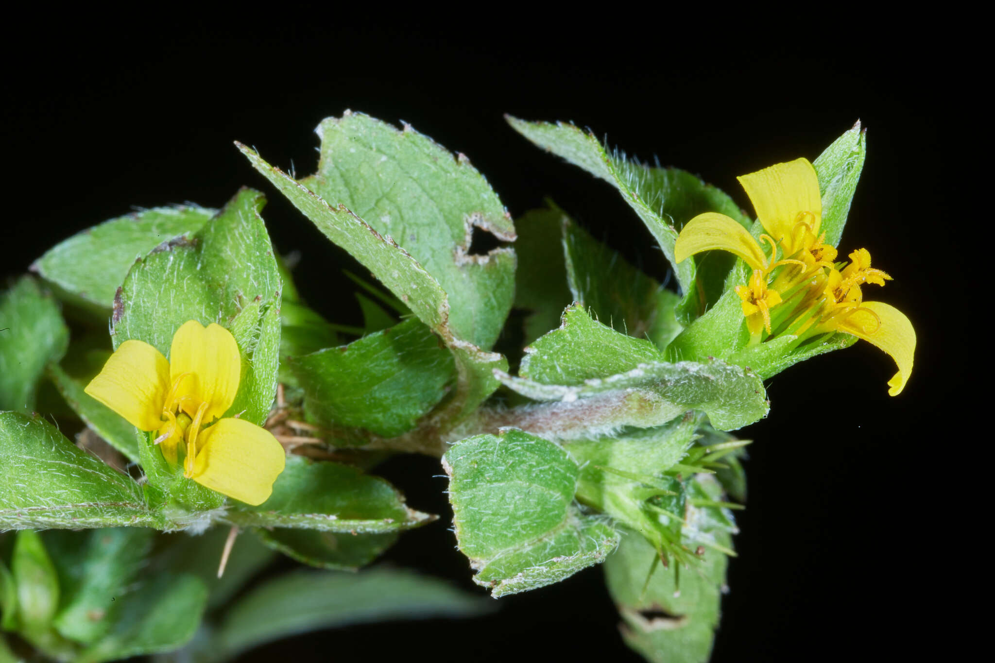 Calyptocarpus wendlandii Sch. Bip. resmi