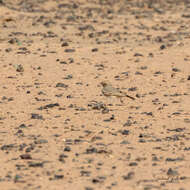 Image of Bar-tailed Desert Lark