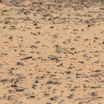 Image of Bar-tailed Desert Lark