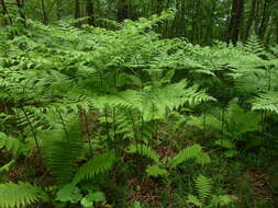 Image of Pteridium latiusculum subsp. pinetorum (C. N. Page & R. R. Mill) Fraser-Jenkins