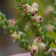 Image of Erica tristis Bartl.