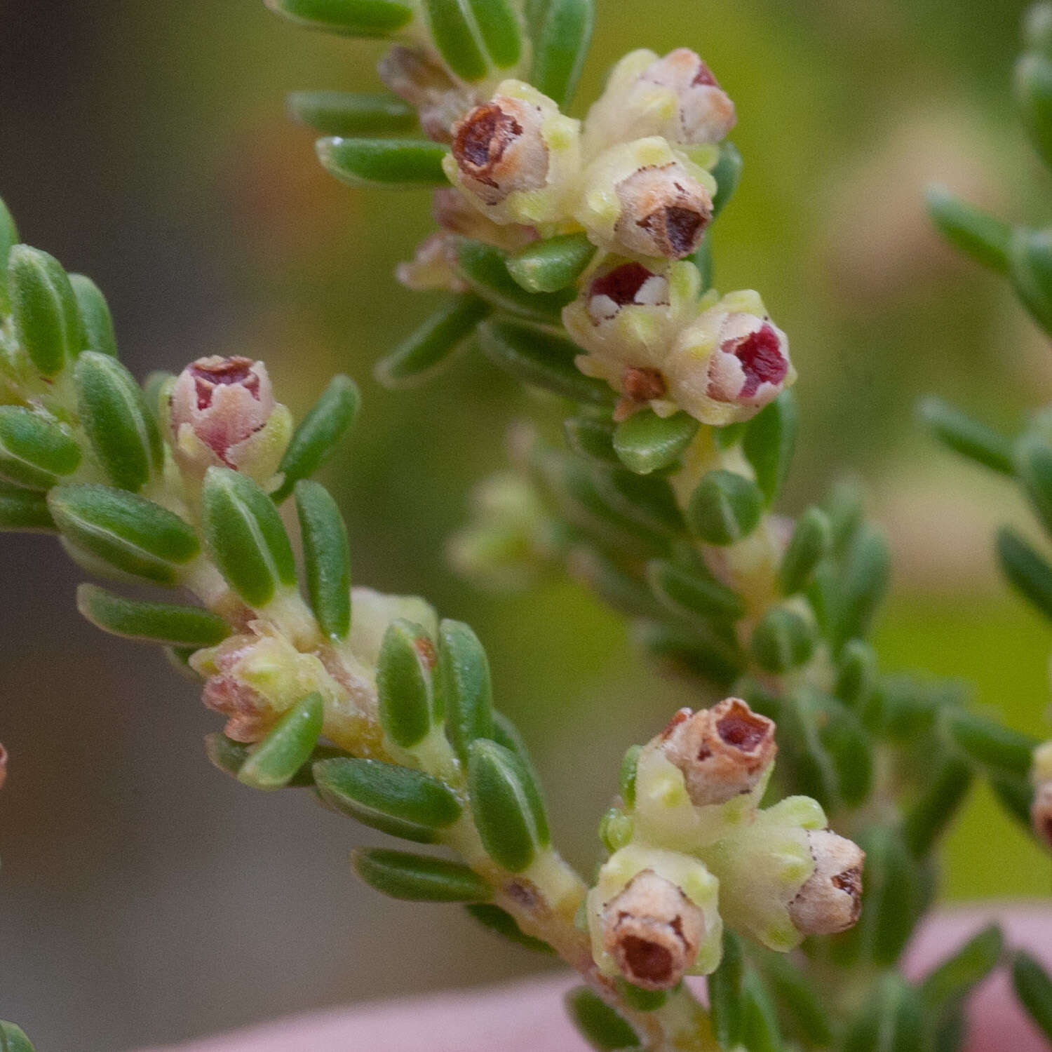 Image of Erica tristis Bartl.