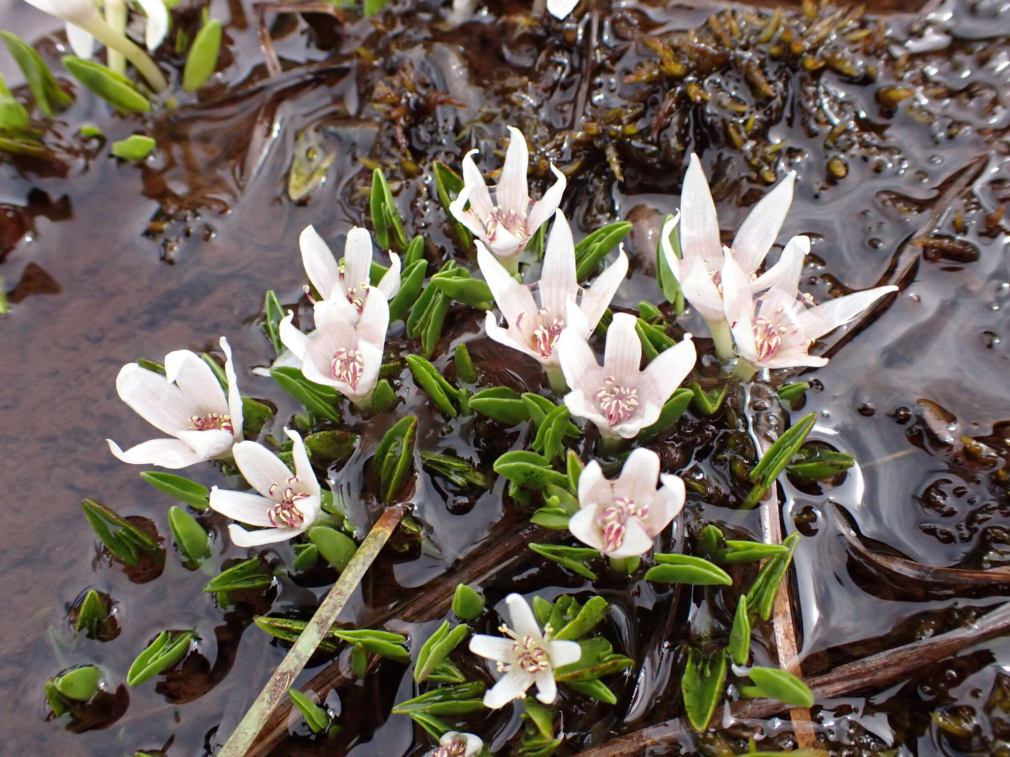 Image de Caltha introloba F. Müll.